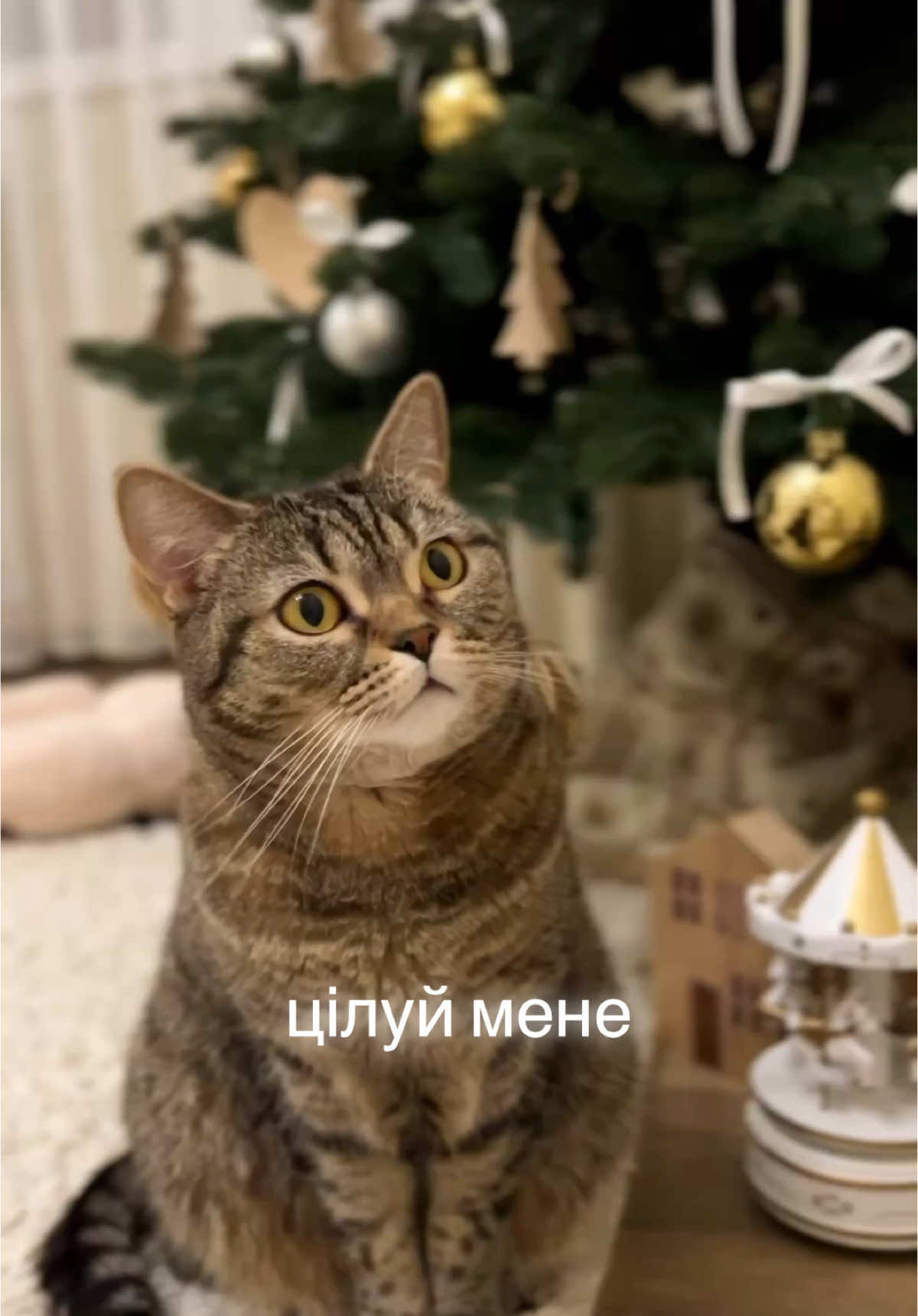 Цілуй мене і глади… #цілуйменеіваби #тоняматвієнко #kittylapa #котики #рекомендації 