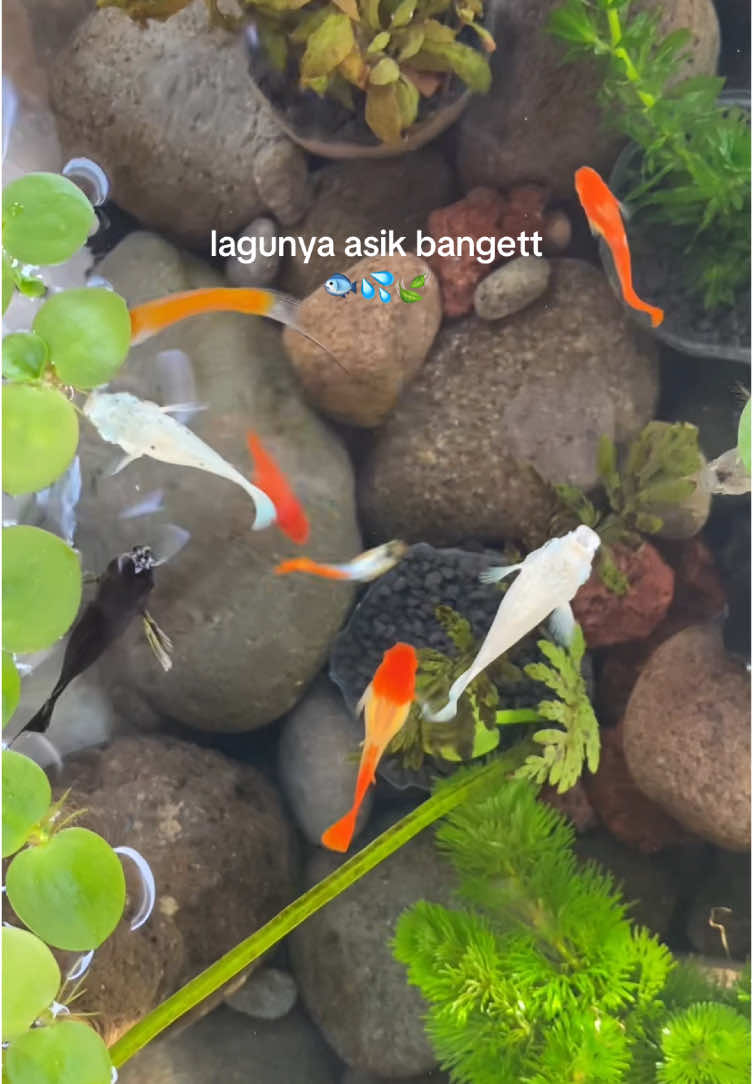 ikannya sampe goyang😁 #aquascapegalon #peliharaikandigalon #ikanhias #ikanmolly #ikanguppy #aquascapepemula #fyp 