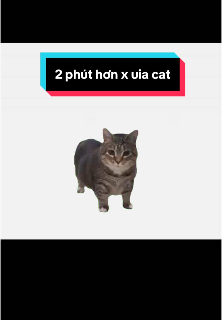 2 phút hơn x uia cat #2phuthon #oiiaiiooiiai #cat #funnycat #uiiaiouuiiaio 