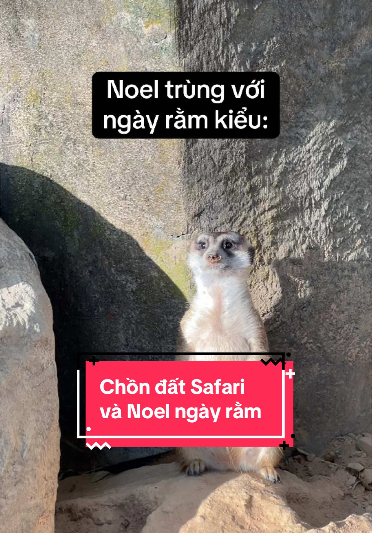 Sự kết hợp hoàn hảo =))))) #VinWondersPhuQuoc #Vcreator #SafariPhuQuoc #GrandWorldPhuQuoc #WakeupFestival #vinpearlsafariphuquoc #safaripq #dulichphuquoc #trending #dongvat #xuhuong #vietnam #phuquoc #meerkat 