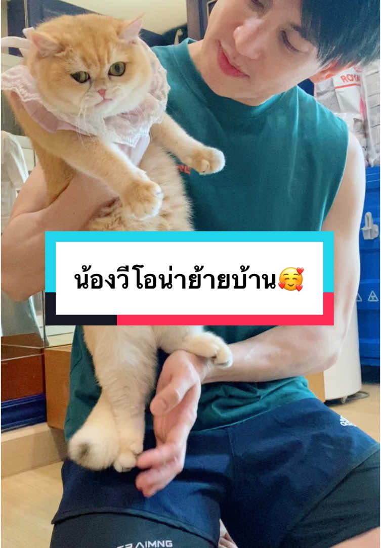 ขอบคุณคุณลูกค้าที่เอ็นดูน้องแมว บ้าน Goldenbluehomecattery 🙏🥰 สนใจน้องแมวย้ายบ้านทักเลยคะ #ทาสแมว #แมวเหมียว #แมวอ้วน #แมวน่ารัก #แมวตัวโปรด 