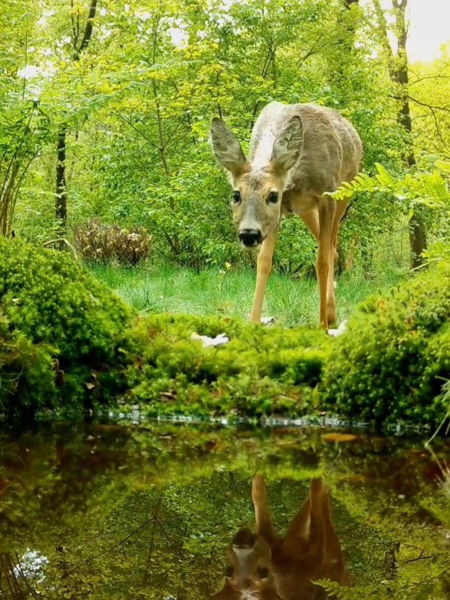 Un peu de douceur dans ce monde où l'homme s'est perdu en chemin...#beautifulnature #animaux #apaisant #animals #Nature #detente #serenite #liberté #calme #CapCut 