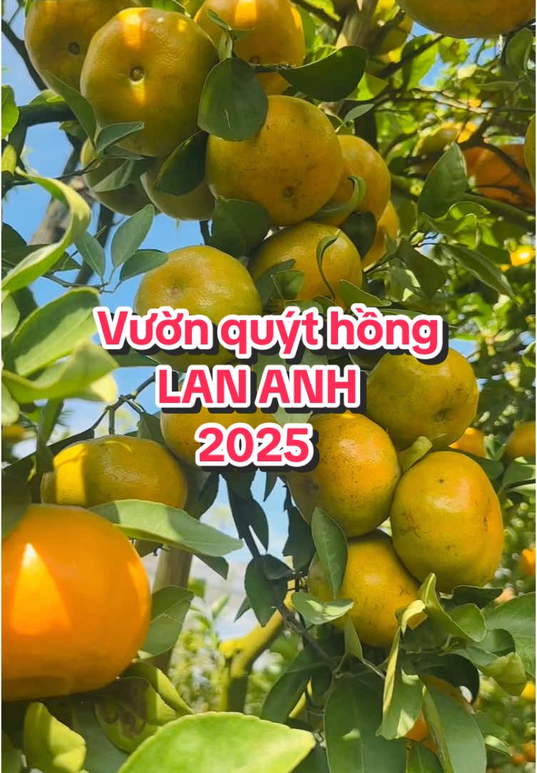 Vườn quýt hồng Lan Anh nơi tôi tin tưởng vì siêu nhiều trái, món ăn hấp dẫn, ngon nữa. Tết năm nay nhất định rủ bạn bè đi nha mọi người. #quythonglaivung #vuonquytlananh #dongthap 