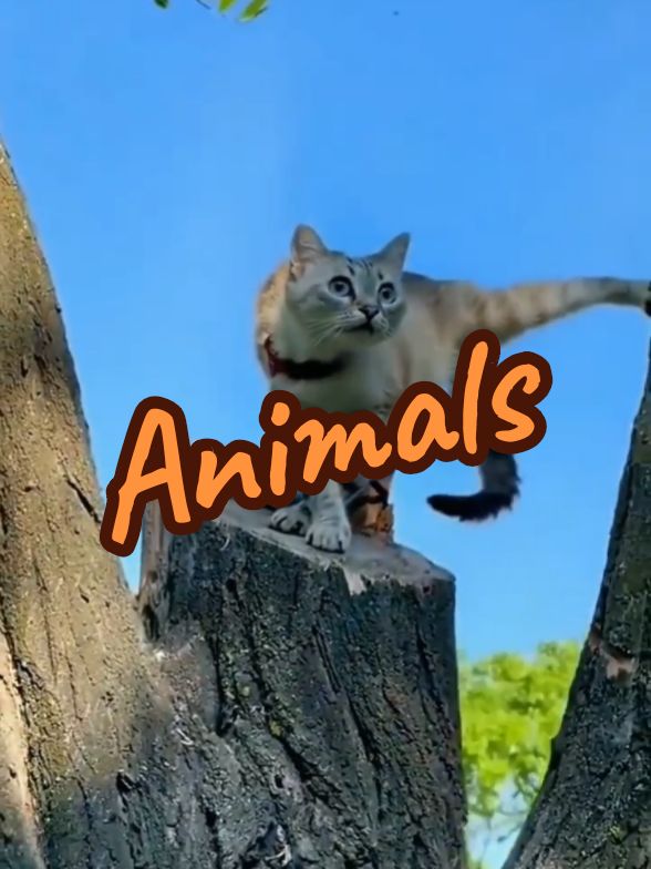 fanny animals 😻😻😻😂🐈  #cats #animal #chat #fannyanimals #viral_video 