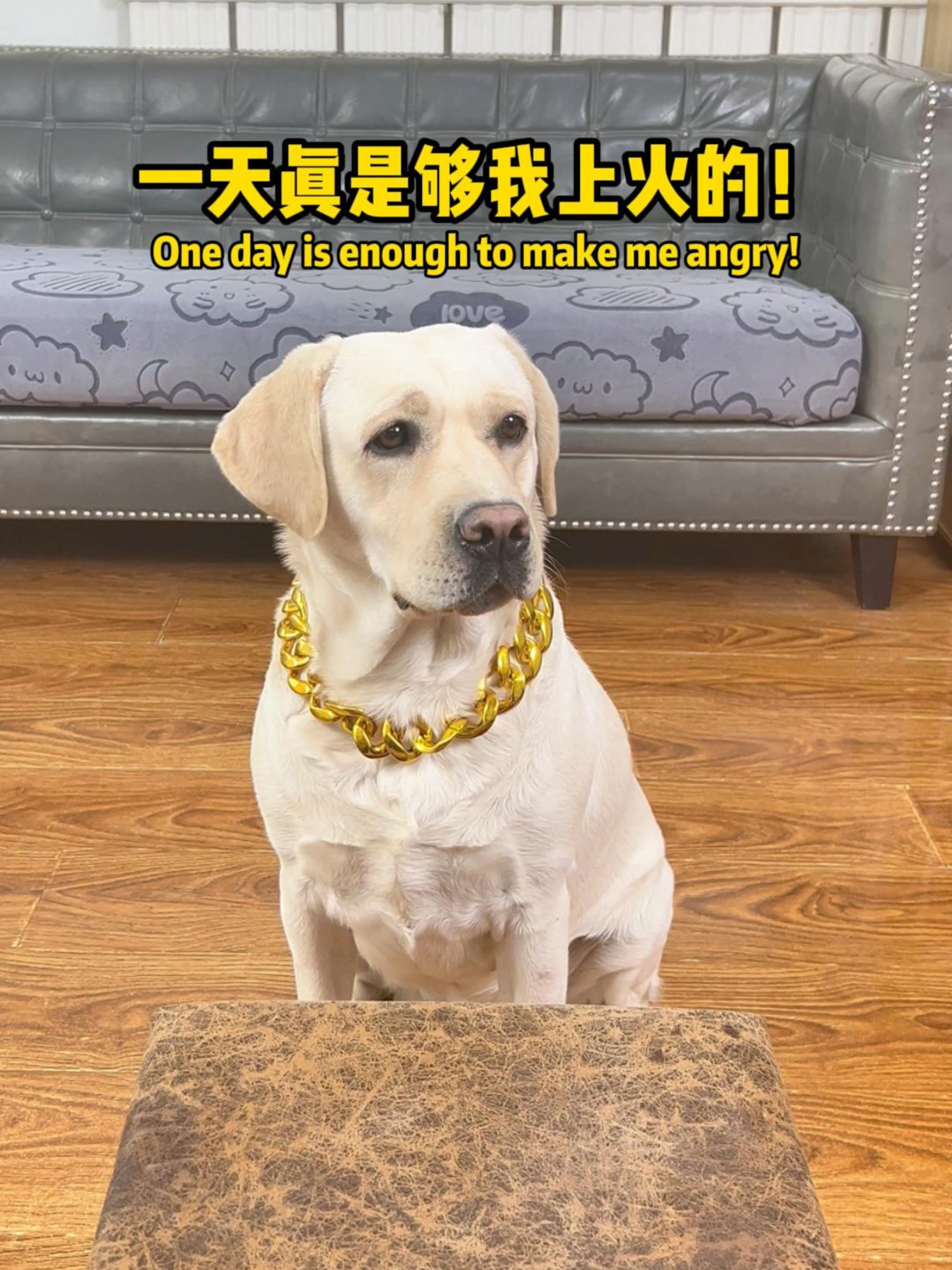 汤圆：一天真是够我上火的了!One day is enough to make me angry!#萌寵 #搞笑 #拉布拉多 #doglover #Labrador #寵物 #labradorpuppy #funnydog #cute #pets #dog #funnyvideo #funnydog​​​​​​​​​​ #funny