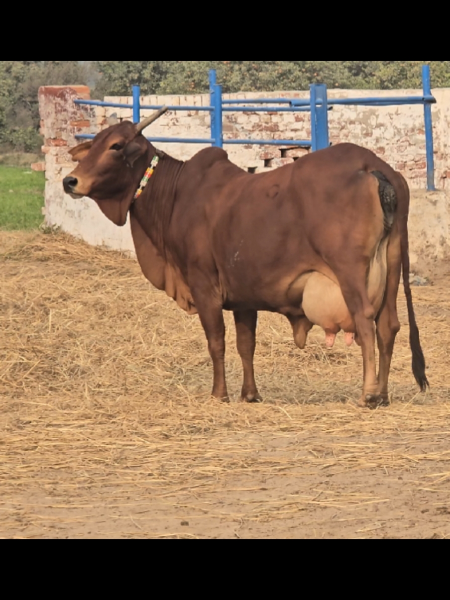 Pyari cow! #rohi #cow #cholistan #cholistani #cholistanicow #milking  @Cholistani Cows Usman GILL @Sajid bukhari290hr @Dr Asif Bajwa @alihamadkhan673 @Shakeel Qasimka @Mukram Malkera Malkera @Ali Raza parhyar❤️ 