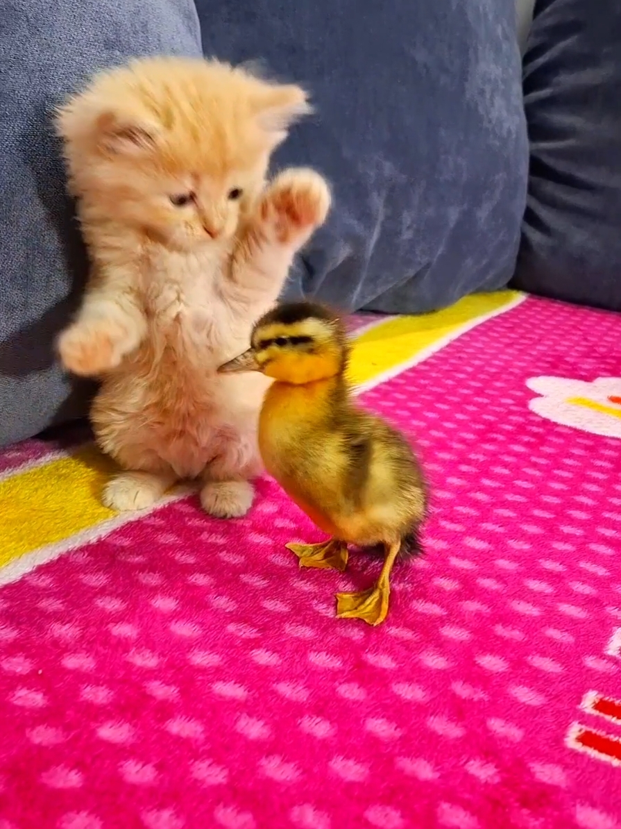 funny kitten and duckling  #Kitten_with_duckling_funny #cat_and_duckling_friendship #kitten_and_duckling_very_funny #Kittens_with_ducks #funny_animals  #baby_cats_cute #cute_kittens #kittensoftiktok #cutevideos  #kttens_funny #FunnyAnimals #KittenAndDuckling #CuteAnimals #FunnyCats #Duckling #AnimalFriends #PetLovers #ViralVideo #AnimalComedy #Adorable