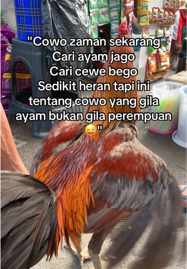 Cari ayam jago, cari cewe bego🤣#ayambangkokthailand #viral #fyp #ayambangkoksuper #ayambangkok #animals #hobbiayam #