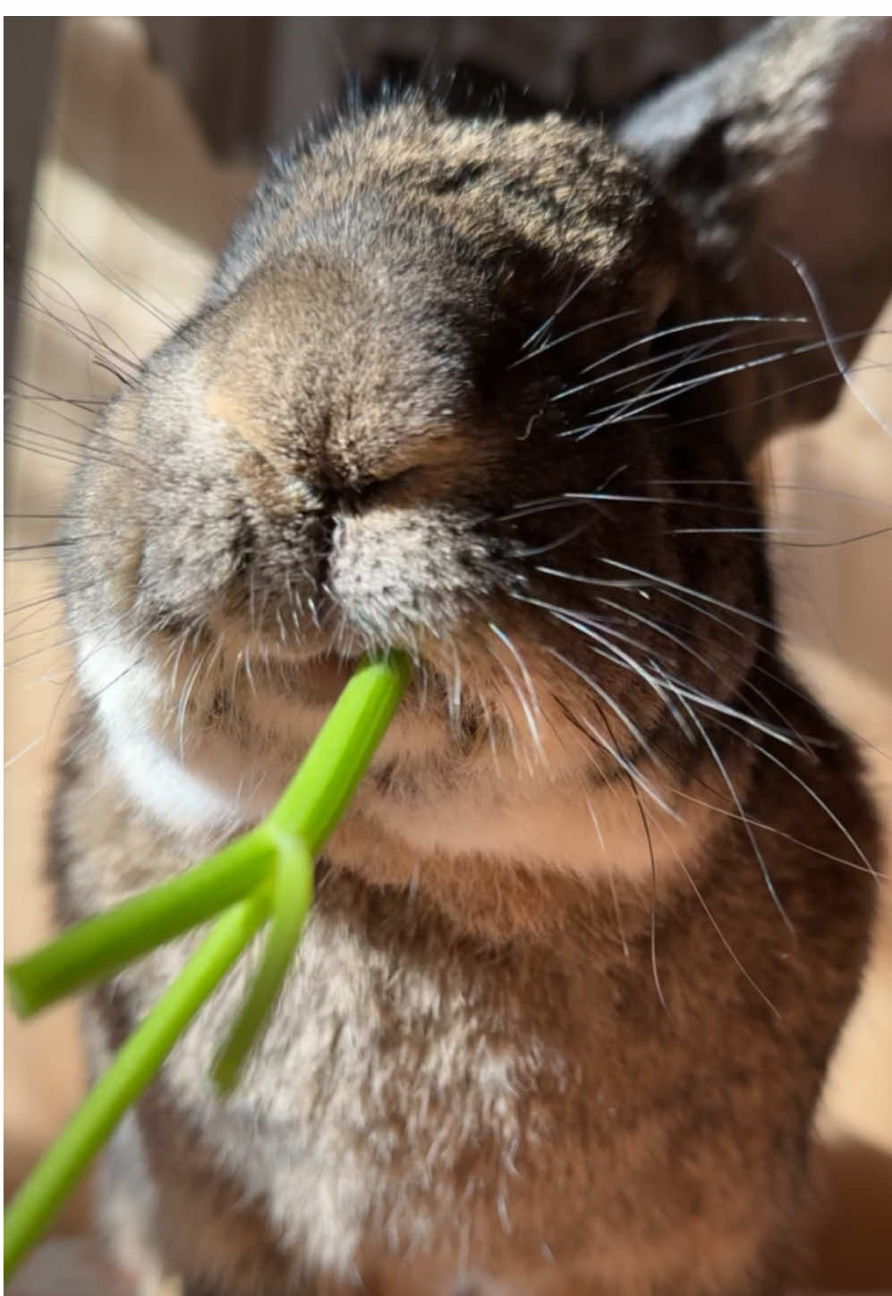 Happy Sunday 💚 #yummyinmytummy #eatyourgreens #rabbits #rabbitsoftiktok #cuterabbit #cutepet #germangiant #continentalgiant #flemishgiant #giantrabbit #kaninchen #kaninchenliebe #parsley 