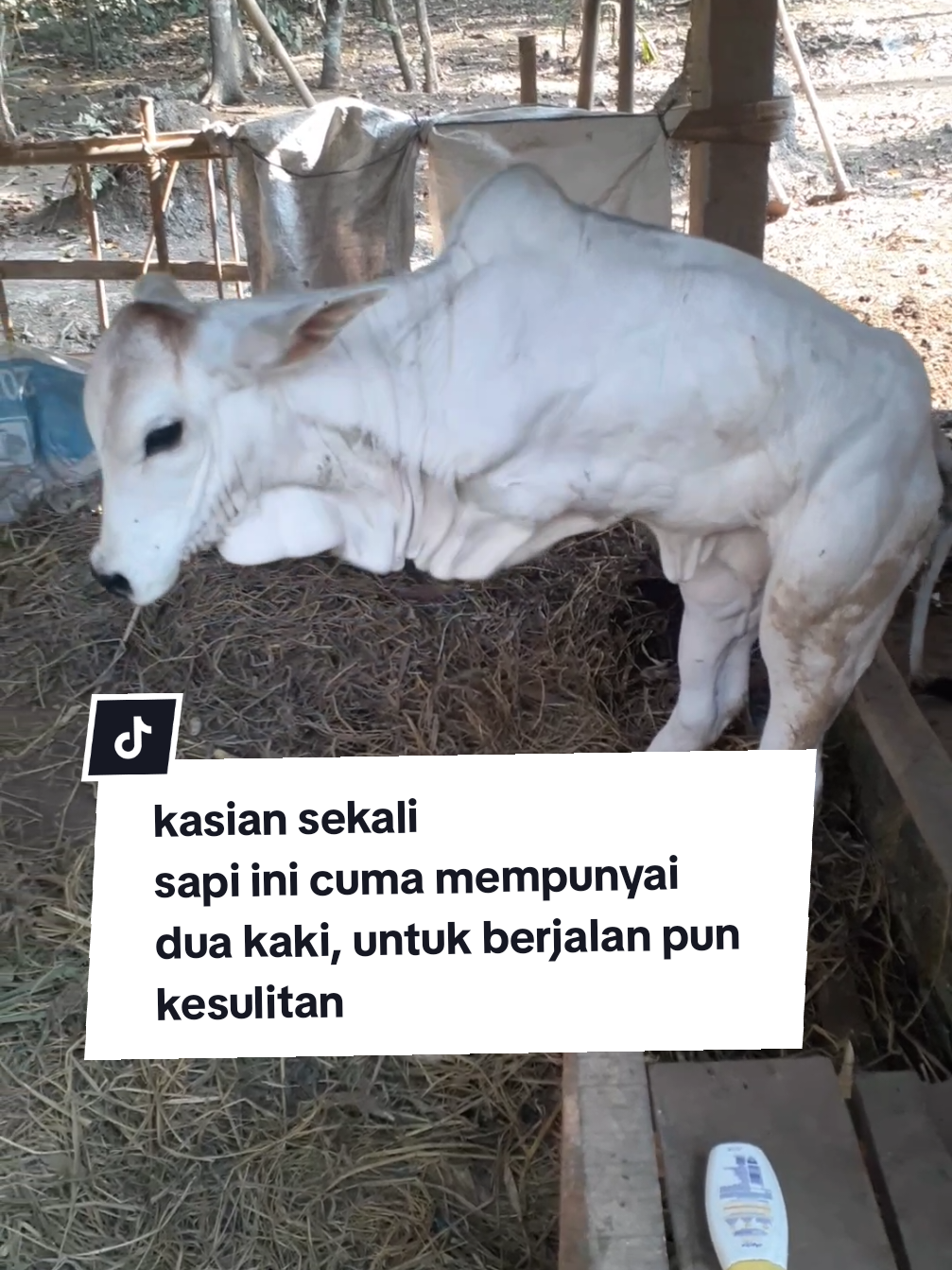 sapi dengan dua kaki #sapi #sapijumbo  # sapibesar #sapiyogyakarta #fyp 