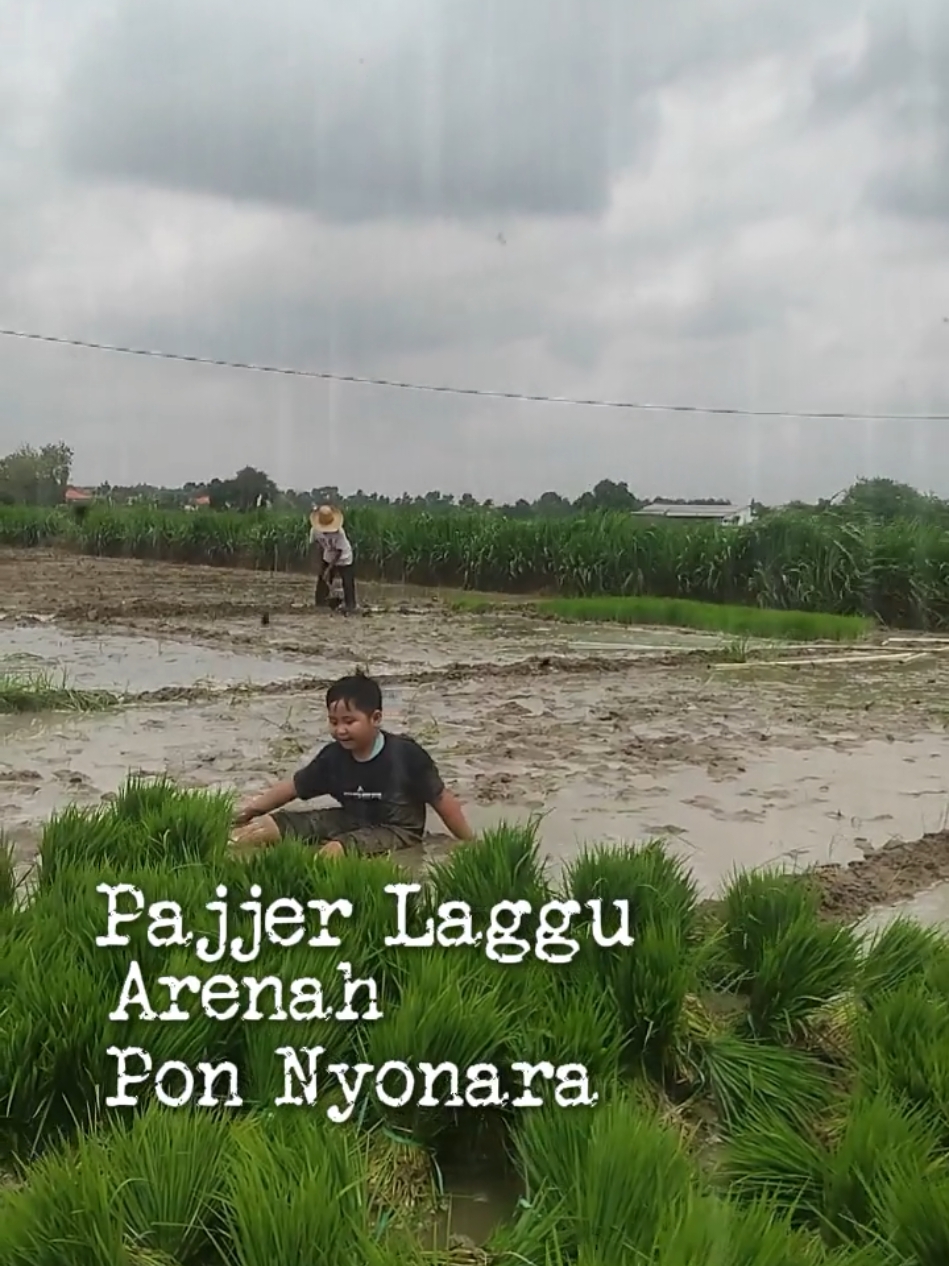 Tanam Padi #alisyahroni #lirik #lagu #lirikmadura #lagumadura #pajjerlaggu #fyp #trends #fyppppppppppppppppppppppp #CapCut 