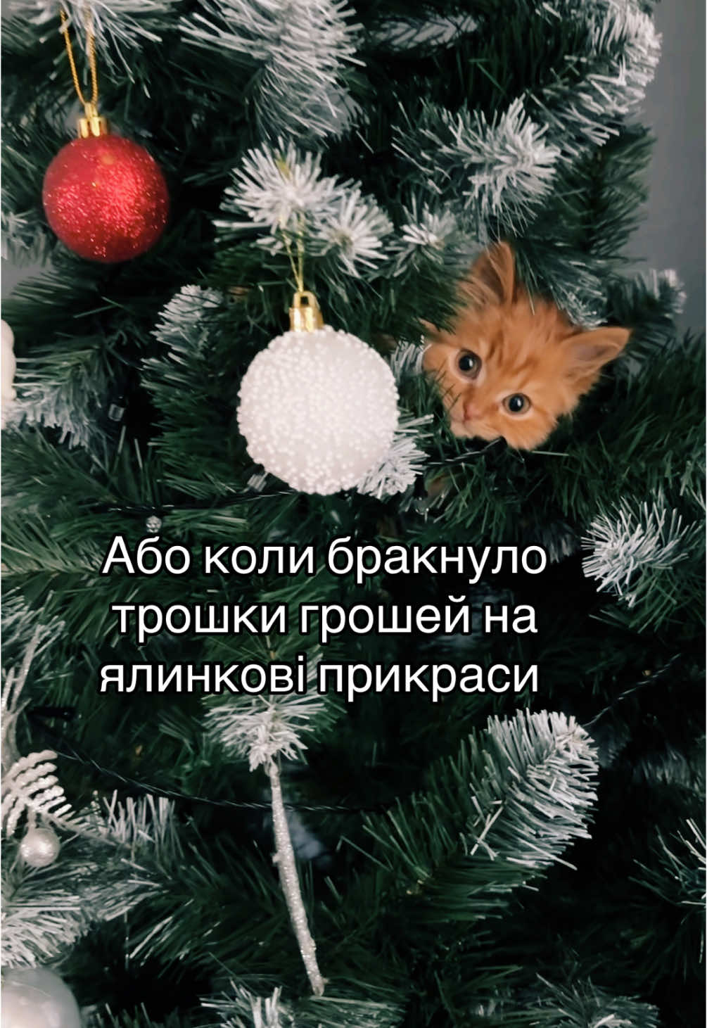 #коти #котики 