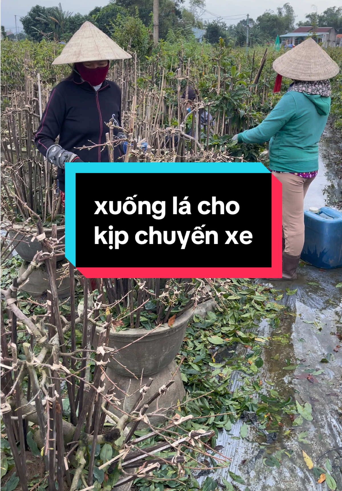 Xuống lá để chuyển ra miền bắc cho mấy ae bán tết #maivangbinhdinh #77binhdinh #xuhuongtiktok #thiện1995 #fyp