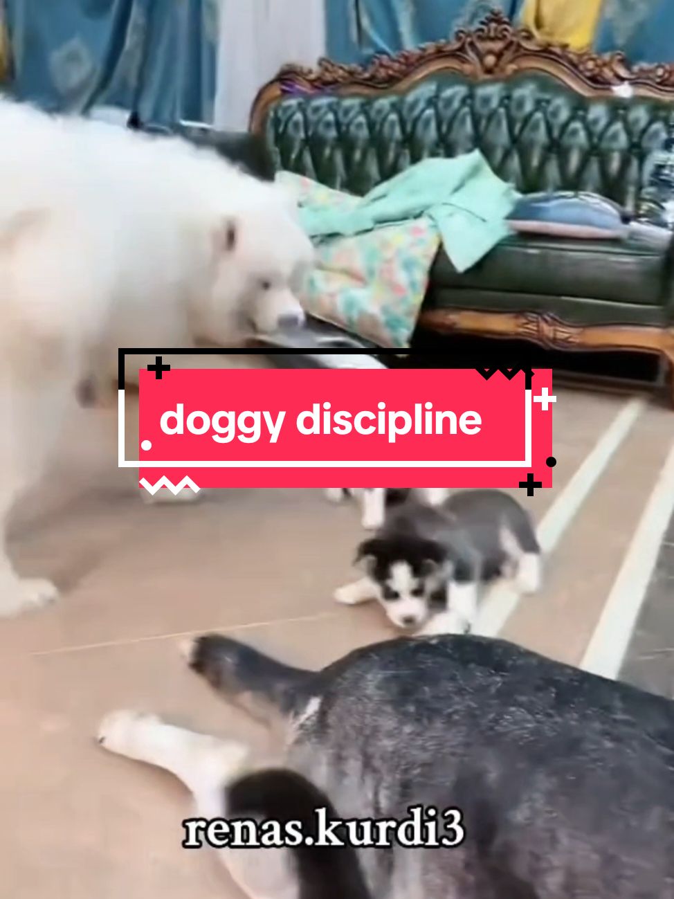 I don't think gentle parenting exists in the world of canines.  #dogs  credit: @funnyvideos 