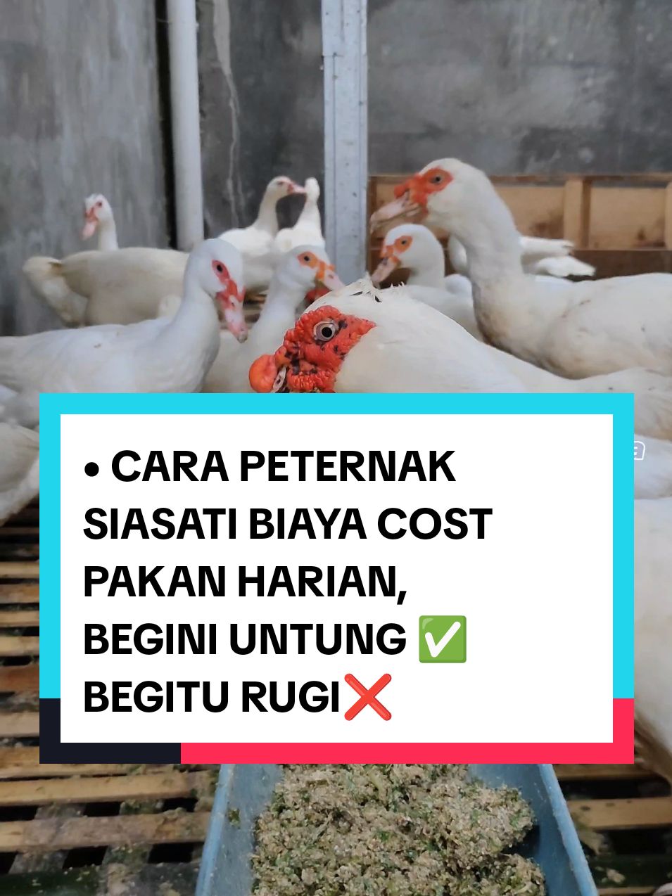 BEGINI BISA UNTUNG DITERNAK & BEGITU BISA RUGI DI USAHA TERNAK -- #azolla #azollamicrophylla #azollafarming #peternak #entok #pakanalternatif #kanganeka #purwakarta #anekachannelofficial #ideusaha #pakanmurah #inspirasi #inspirasiusaha #usahamodaltenaga #bahanpakanternak #bahanpakanentok #idebisnis #motivasisukses #kiatsukses #pejuangreceh #peluangkerjasama #peluangbisnis #entokrambon #entokjumbo #entokmile #dod #doc #doe #itikserati #kolamazolla #usahajelangpensiun #usahasukses2024 #usahapopuler2023 #usahapopuler2024 #peternakjawabarat #petanijawabarat #petanipurwakarta #yearontiktok #yearforyou #youtuberpurwakarta #tiktokerpurwakarta #usahacepatbalikmodal #usahakecilsukses #usahamodalkecil #usahayangcocokdidesa #usahayangcocokuntuksampingan #usahayangcocokuntukanakmuda #wirausahamuda #peternaksukses #jabarjuara #kandangentok #caraternakentok #menthok #entog #carabuatpakanmurah #carabuatpakan #carabuatpakanentok #telurentok #anakentok #basur #sangkep #gumaret #gumantung #dara #pejantan #entokdragon #bebekmandarin #unggas #peternakunggas #komunitasentokindonesia #motivasihidup #motivasisukses #entokjumbo #entokhias #ayamkampung #dod #doc #doe #jumboblitar #usahasendiri #usahawanmuda #usaharumahan #dedak #kayambang #ecenggondok #gedebongpisang #ayam #ayamkampung #ayampetelur #agenentok #marketentok2024 #sejatifarm #sedjatifarm #bondolkaji #entokriple #farm99 #peternakbekasi #tepungikan #mesincetakpelet #cetakpelet #mesingilingikan #mesingilingkeong #hargadaging2024 #hargaentok2024 #hargaayam2024 #hargajelanglebaran #mesintetas #mesintetastelur #telurayam #telurbebek #telurentok #doc #dod #doe #mesintetasotomatis #mesintetas50 #mesintetas80 