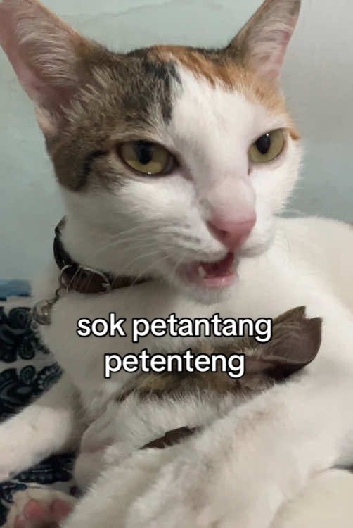 Sok petantang petenteng #kucing #kucingtiktok 