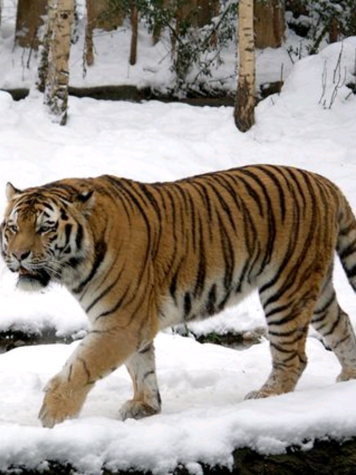 Siberian tigers and winter snow are perfect match #Tiger#Siberian Tiger##NortheastTraining Tiger#Appearance Video #🐅 