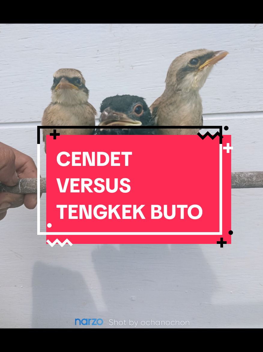 minimal di master lahh ☺️🤫 kalo dari anakn biar madoded nanti pas gede  😁 #cendet #cendetmaniaindonesia #cendetjatim #cendetmania #cendetmanianusantara #masteranburung #masteranmuraibatu #masterancendet #kamar_peliharaan_bandung #kicaumanianusantara #kicaumaniaindonesia #fypシ゚ #fyp #lewatberanda 