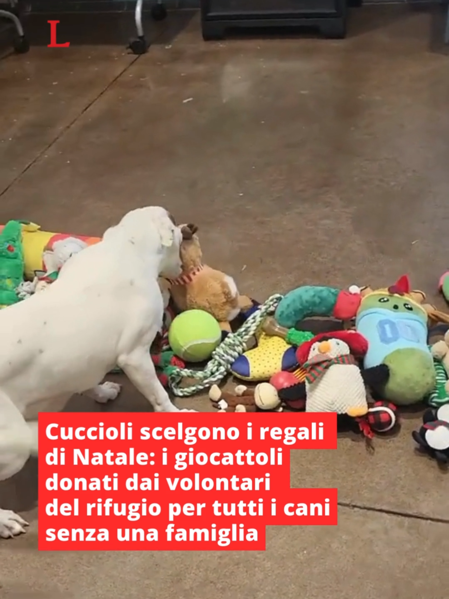 Babbo Natale non arriva soltanto per i bambini, ma anche per i nostri amici a quattro zampe. È stato questo il pensiero dei volontari di un rifugio, che hanno deciso di regalare dei nuovi giocattoli a tutti quei #cani e cuccioli che, anche quest'anno, non riusciranno a passare le feste tra le coccole di una nuova famiglia.⁠ ⁠ 👉🏻 Link in bio⁠ ⁠ #leggo #natale