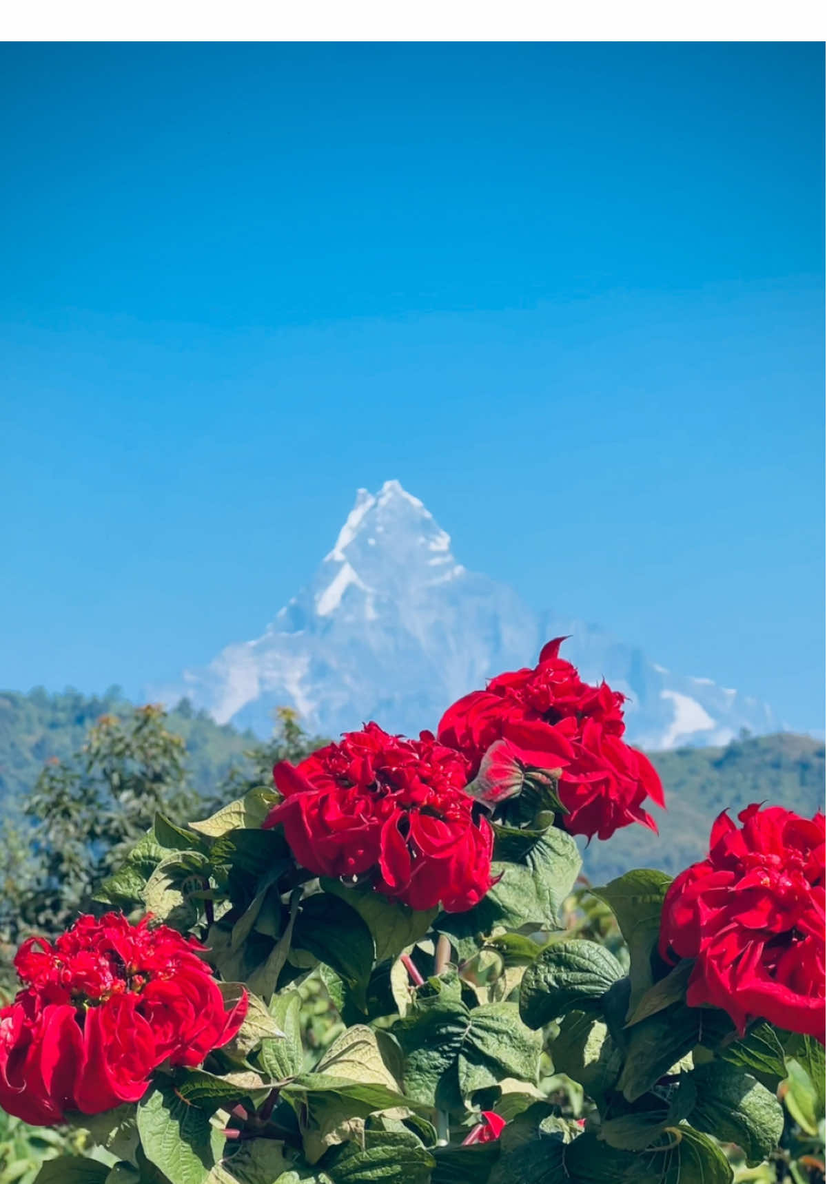 #peace #foryou #fy #fyp #foryoupage #tiktok #tiktok #tiktokchallenge #tiktokers #trend #viralvideo #trending #greenscreen #xyzbca #tik_tok #tiktokviral #tik_tok #nature #mountain #machhapuchre #nepal 