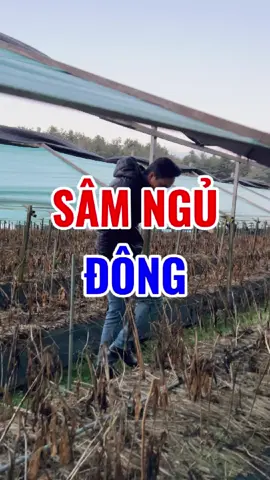 Đi thăm vườn sâm ngay lúc sâm ngủ đông, trời Hàn giờ lạnh quá mà. Cảnh này nhiều người đó giờ chắc mới thấy ha. #phutrankorea #phutran #getvini #korea #hanquoc 