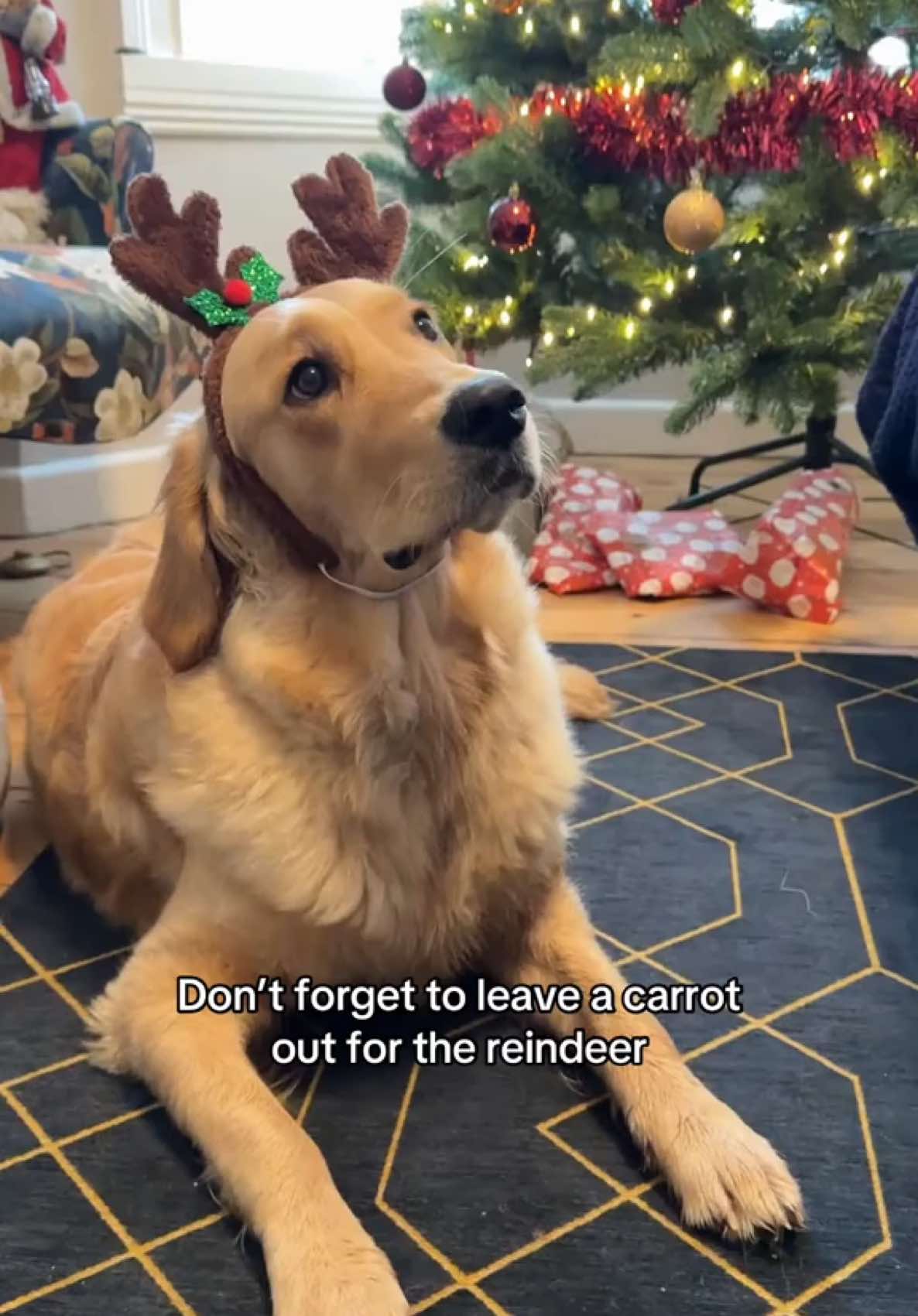 Carrot for the reindeer!🎅🏼🎄 #fyp #foryou #goldenretriever #goldensoftiktok #goldenretrieverpuppy #puppy #dogsoftiktok #nelliethegolden 