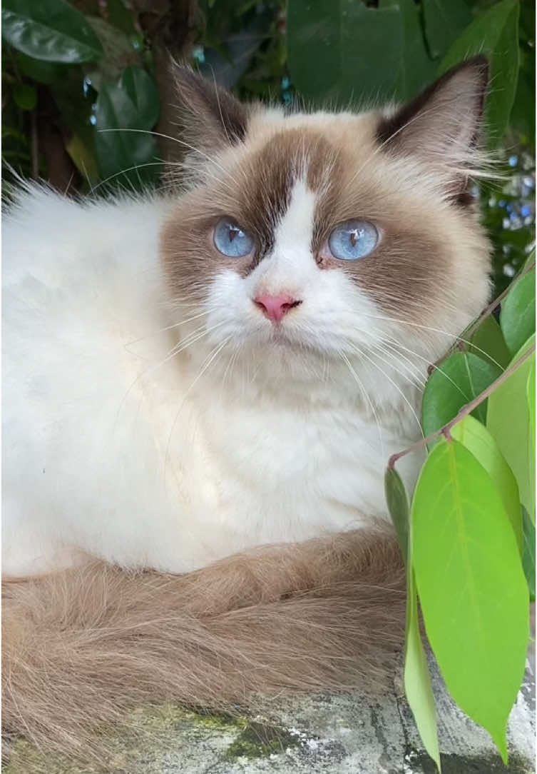 Suara kucing ragdoll cantik imut lucu #kucing #kucinglucu #kucingtiktok #kucingku #kucinggemoy #cat #fyp #kucingimut #kucingviral #catsoftiktok #catlover #kucingcantik #ragdoll #suarakucing #meow 