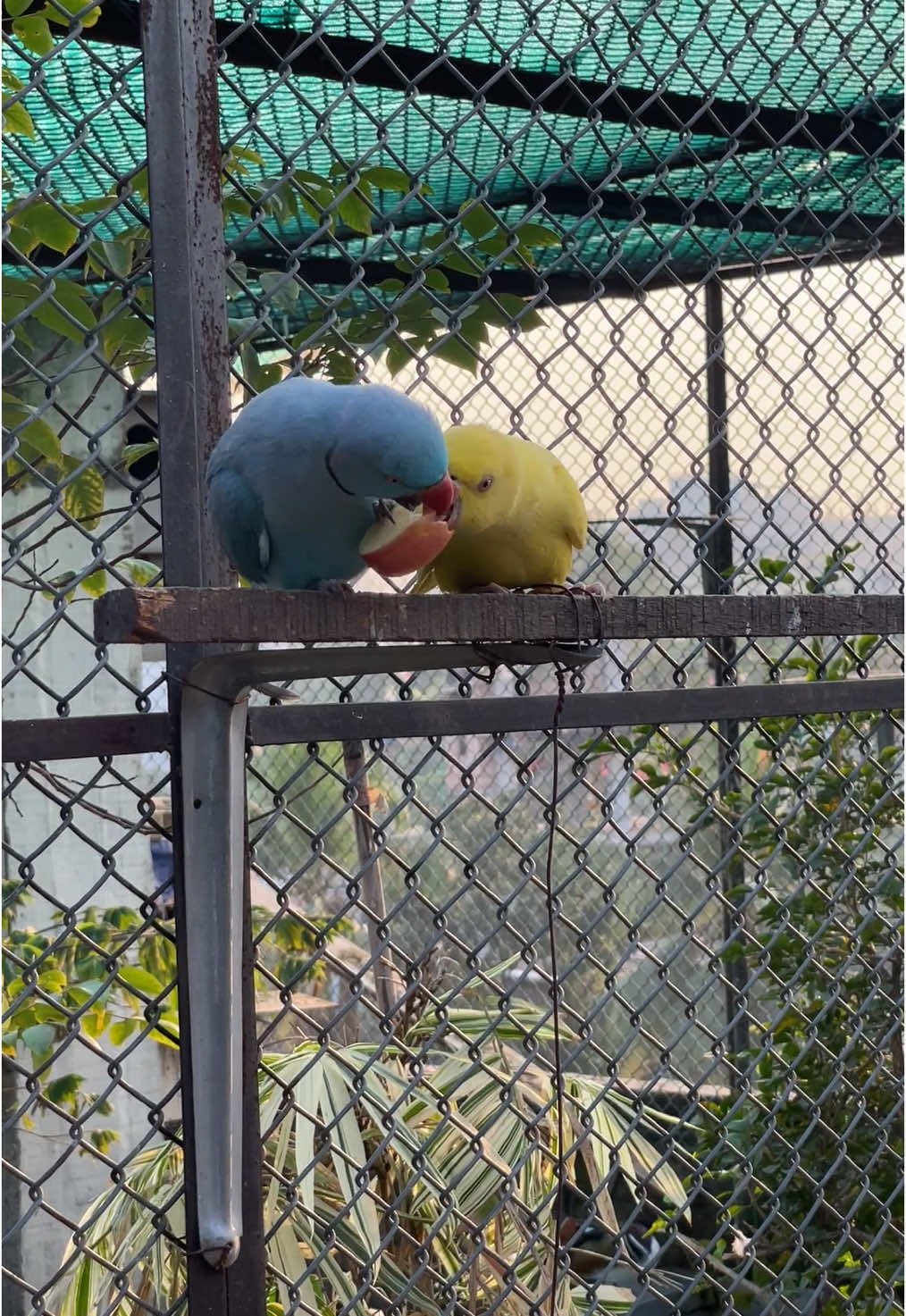 পাখিদের ভালোবাসা ❤️#foruyou #fyp #birds #Love #care 