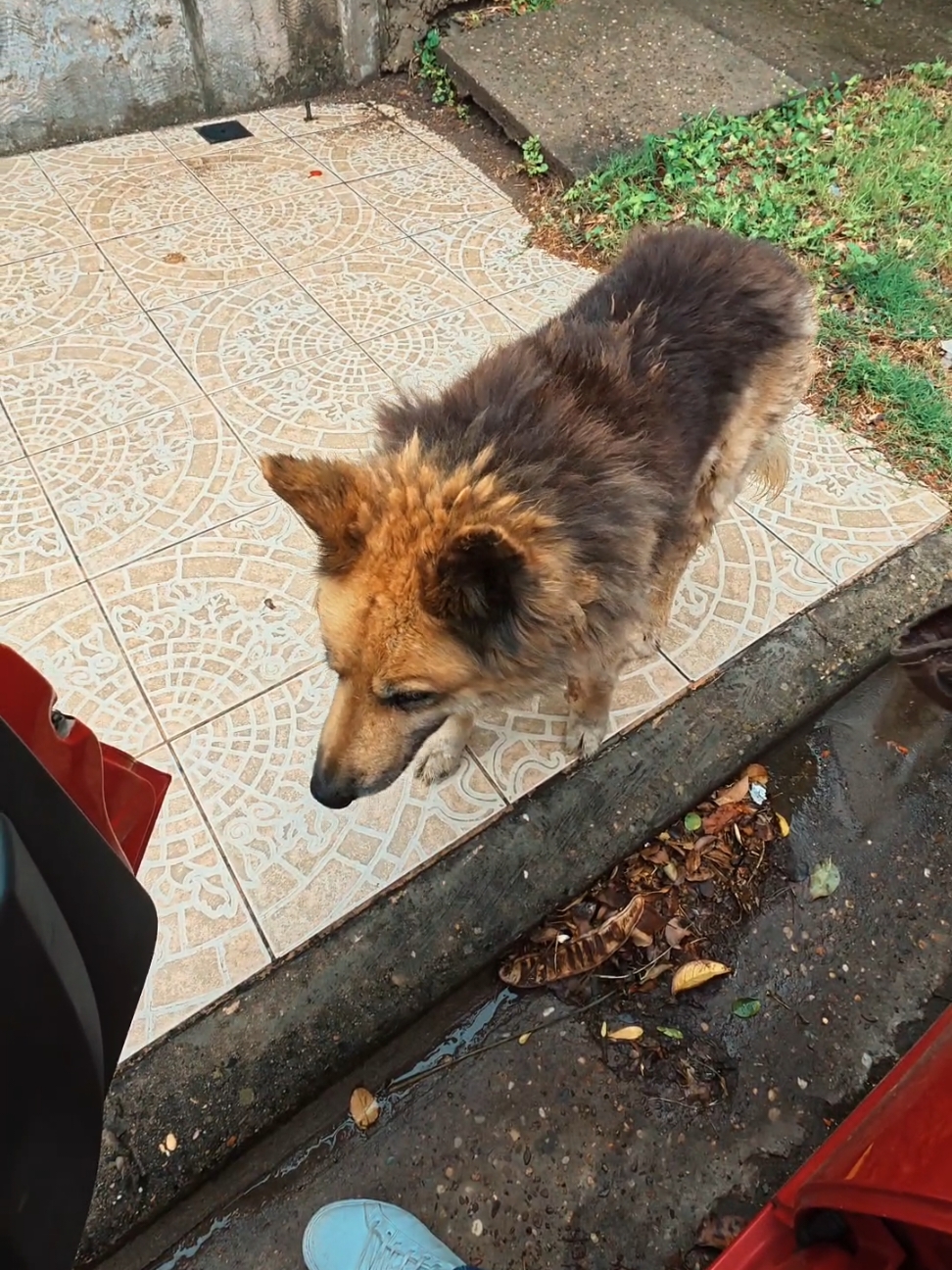 Me encontré al lobo de  #gameofthrones  #parana #perro #ojos #lobo #parati #ypfッ #fotografia #fotografiacallejera 