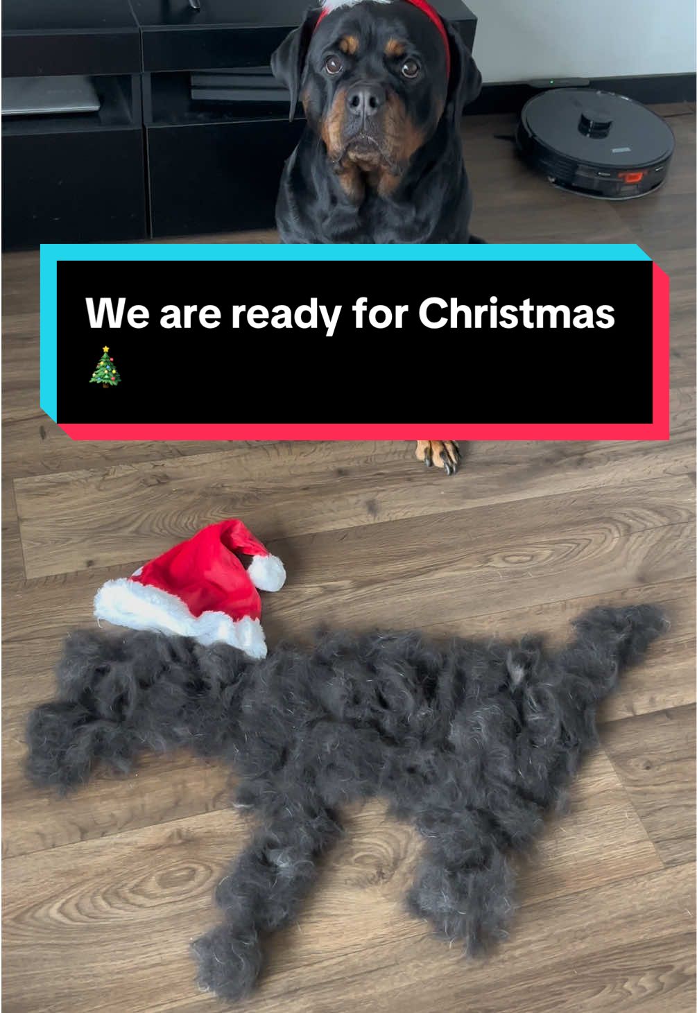 We are ready for Christmas 🎄 ✨Link in BIO✨  @oneisallofficial  #hairvacuum #oneisall #christmas #rottweiler 