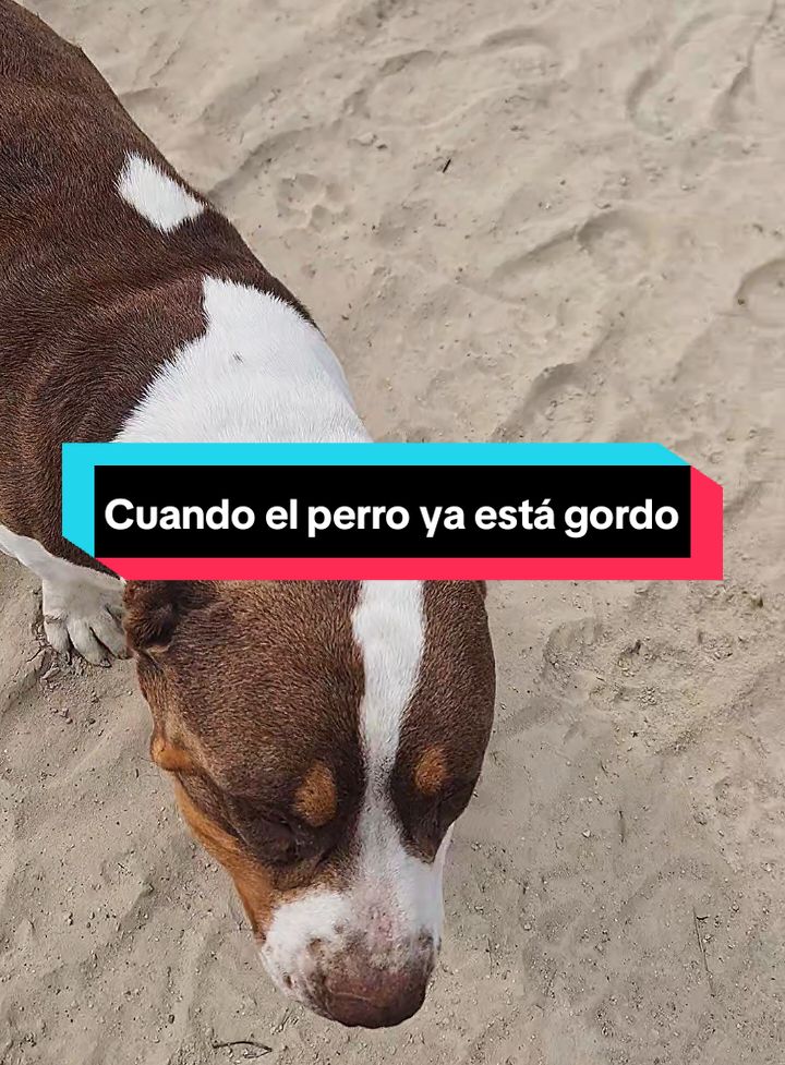 Cuando el perro ya está gordo 😆. #perros #mascotas #animalestiktok #humor #viralvideos #viraltiktoks #foryour #foryoupage❤️❤️ #fpyシ #😎 