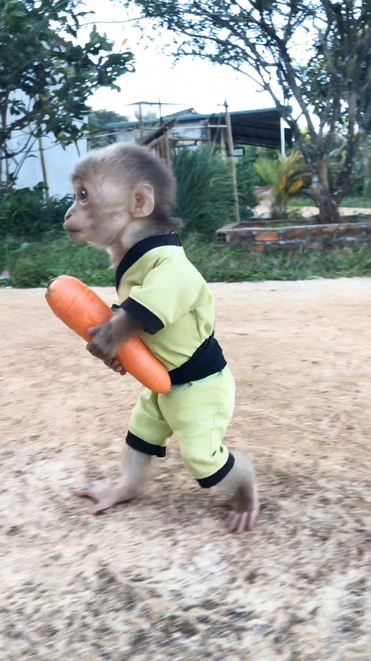 Cute monkey Bon and his friend. #cutemonkey #babymonkey #cuteanimals #usa_tiktok #us 