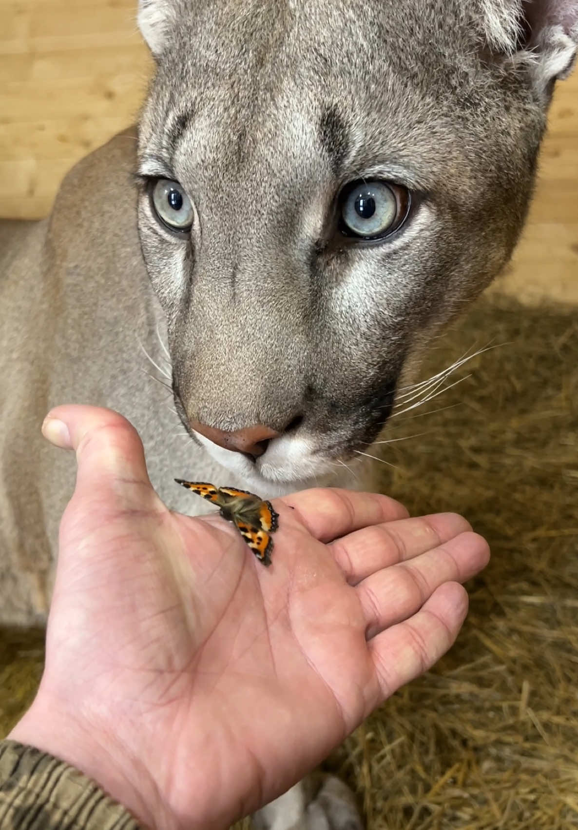 wow! A butterfly flew to a mountain lion in winter)) #пума #пумаБрэйдж #хищник #котики #хищныекошки #горныйлев #животные #домашниепитомцы #забавныеживотные #ангел #малыш  #звери #зоомир #любимец #вмиреживотных #puma #pumaBraige #pumacat #cat #animals #funnyanimals #angel #animallove #animallovers #animalvideo #animalplanet