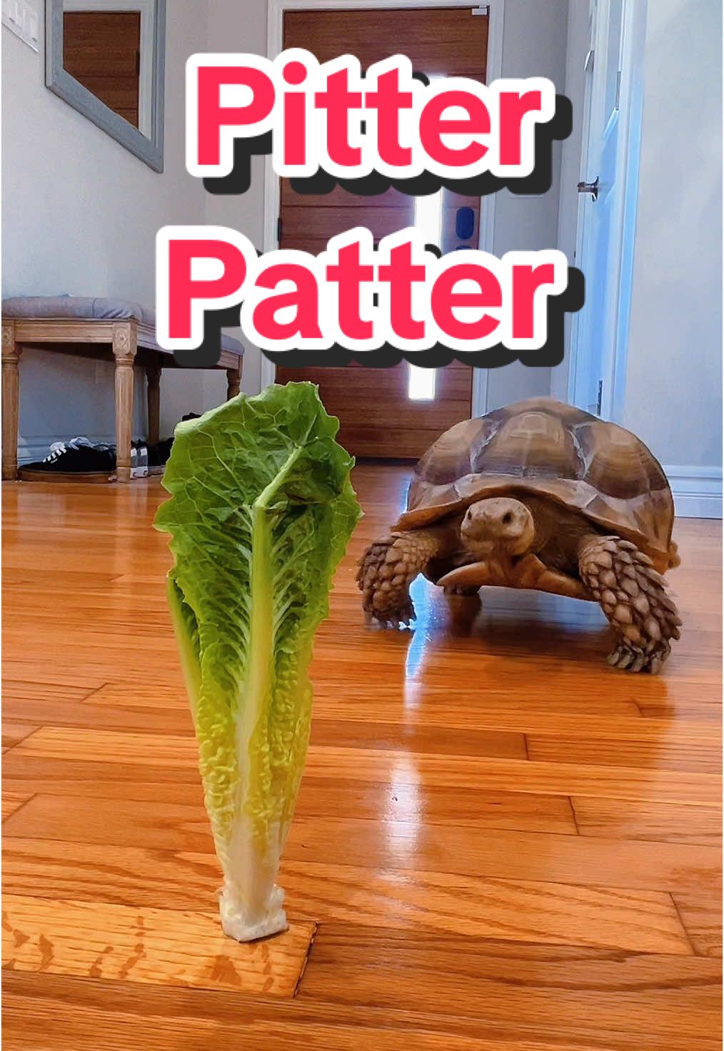 Pet Pitter Patter🐢 #foryou #PetsOfTikTok #turtle #sulcata #pitterpatter #asmr #tiktok #ktlatalktous #tmnt #afv@wrightdownmainstreet @MrBeast @Niall MacMillan @AFVpets @Katina Eats Kilos @Randy Santel @PagingMrMorrow 