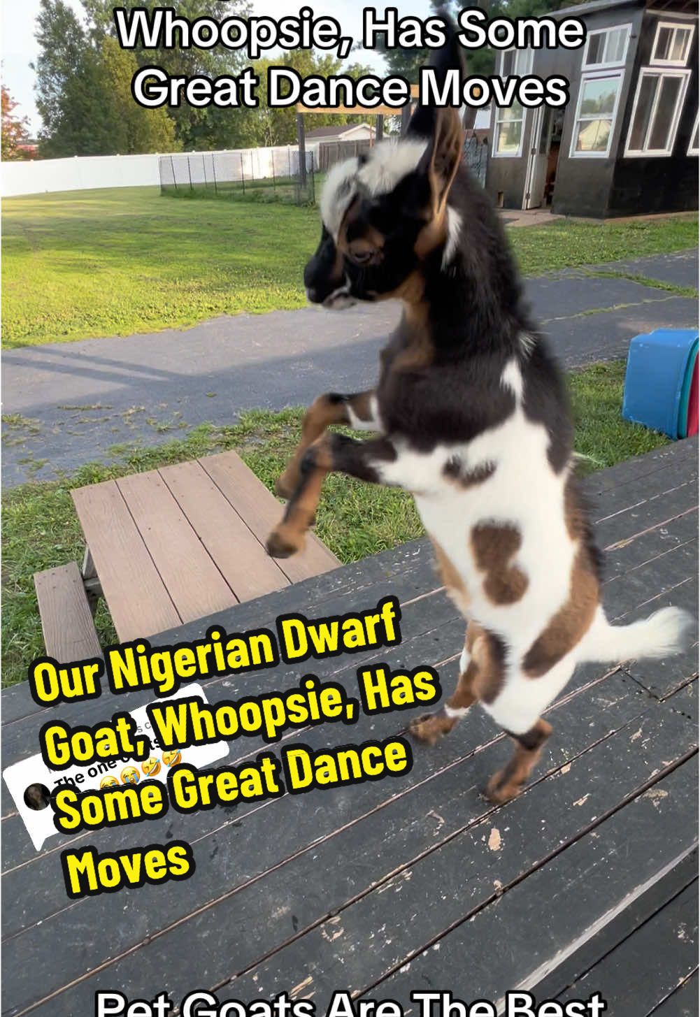 Replying to @nicole🧚🏻 Our Nigerian Dwarf Goat, Whoopsie, Has Some Great Dance Moves😆 Our pet goats are the best 🥰 #creatorsearchinsights #kidsonkerth #fyp #goats #funnypets #petlovers #nigeriandwarfgoats #goatsoftiktok #PetsOfTikTok #farmlife funny videos, goats of TikTok, baby goat videos, goats getting scared, animals funny videos in TikTok, small pets, happy goat, Animal house, goat pet, Nigerian dwarf goat, pet goats