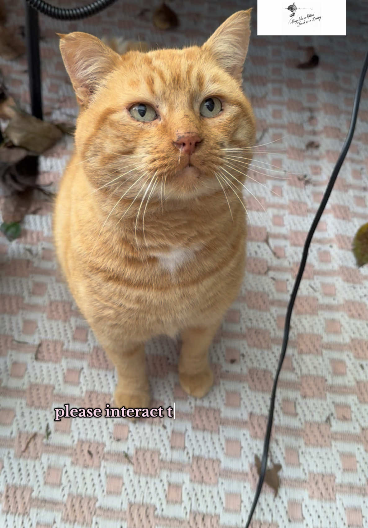 sweet cheeto seems to have a little runny nose ☹️🤍🐈 #helpneeded #amazonwishlist #rescue  #donationsneeded #helpmehelpthem #straycats #foreverhome #rescuedcats #adoptdontshop #fyp #catfood #straycats #feralcat #foreverhome #emergency #pourtoi #catlover #straycat #catsanctuary #animallover #catrescuer #fyppppppppppppppppppppppp #strays #strays #catrescue #straycatshelter #viral #catsoftiktok #trending #trends #boost #popular #foryou #foryoupage #featureme #important #importantmessage #fyy #fypp #foryouu #fypシ゚ #catsoftiktok #catvideo #cats #trend #fyp #viral #real #sad #fyppp #fypage #fyyyyyyyyyyyyyyyy #featureme #featurethis #vet #catslovers #catlover #chappellroan #arianagrande #sabrinacarpenter #wicked #wickedthemusical #wickedmovie #popular #trendingvideo #top10 #gaming #GamerGirl #2024 #2025 #newyears #newyear #christmas #christmas2024 