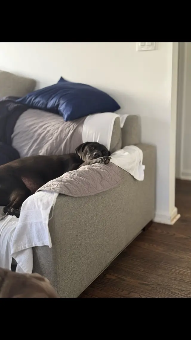 easy like sunday morning #lazysunday #sundaymorning #lazydog #canecorso #fyp