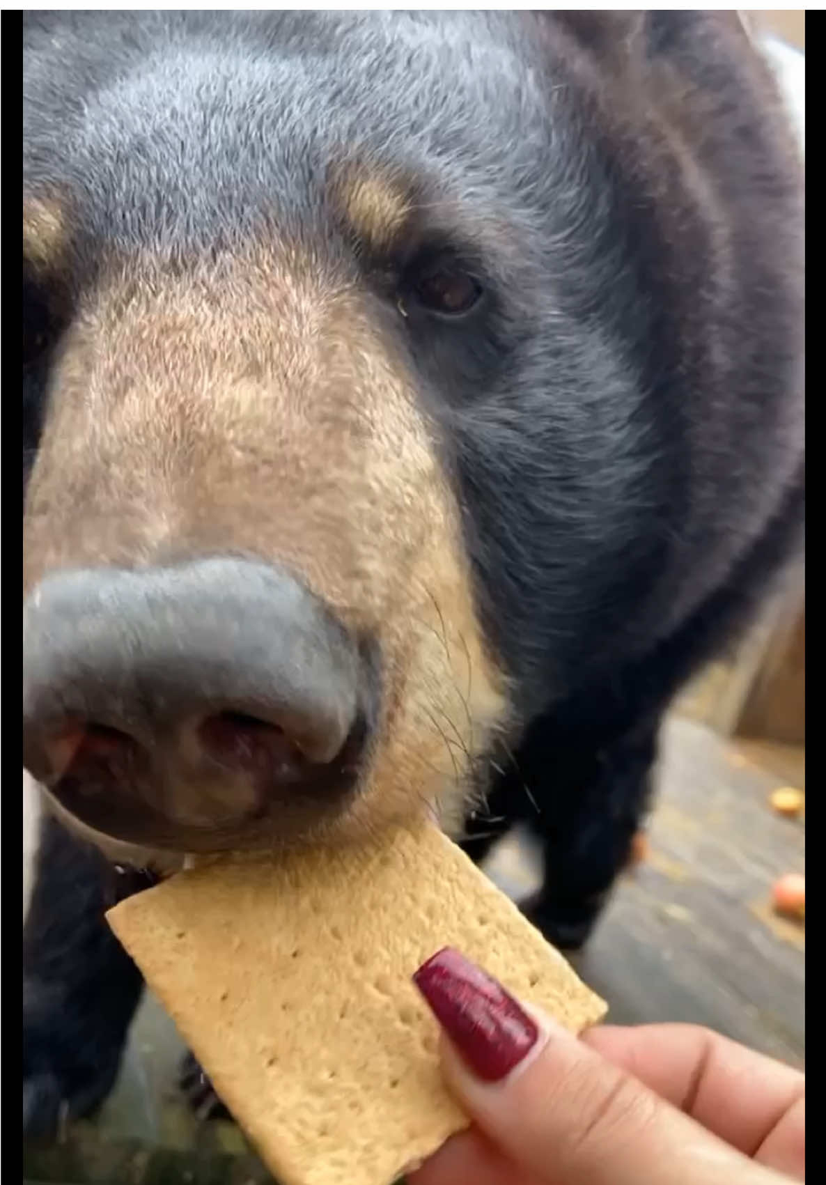 Bear ASMR 🐻 #NOTpets #bear #bears #blackbear #brownbear #asmr #yum #goodeats #animal #animals #amazing #fl #florida #fyp 