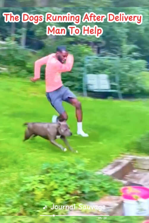 The dogs running after delivery man to help #satisfying #animals #dogs 