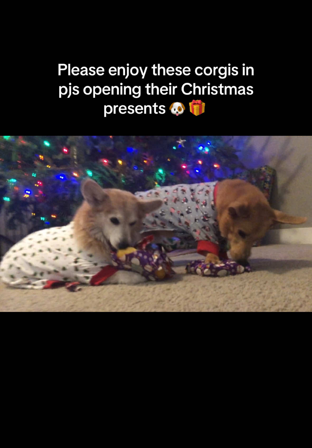 Merry Corgmas! 🐶🐾 . . #presents #openingpresents #christmaspjs #dogpjs #xmaspresents #dogmom #corgis #corgi 