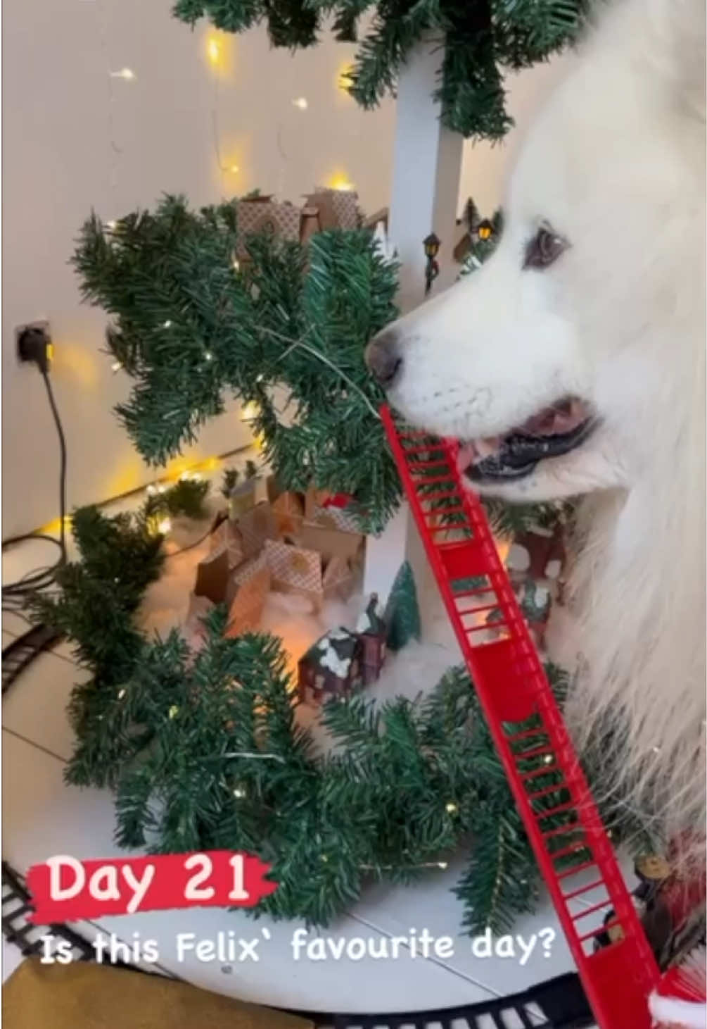 Day 21 of my dog‘s advent calendar 😍❤️ #adventcalendar #dog #samoyed #christmas