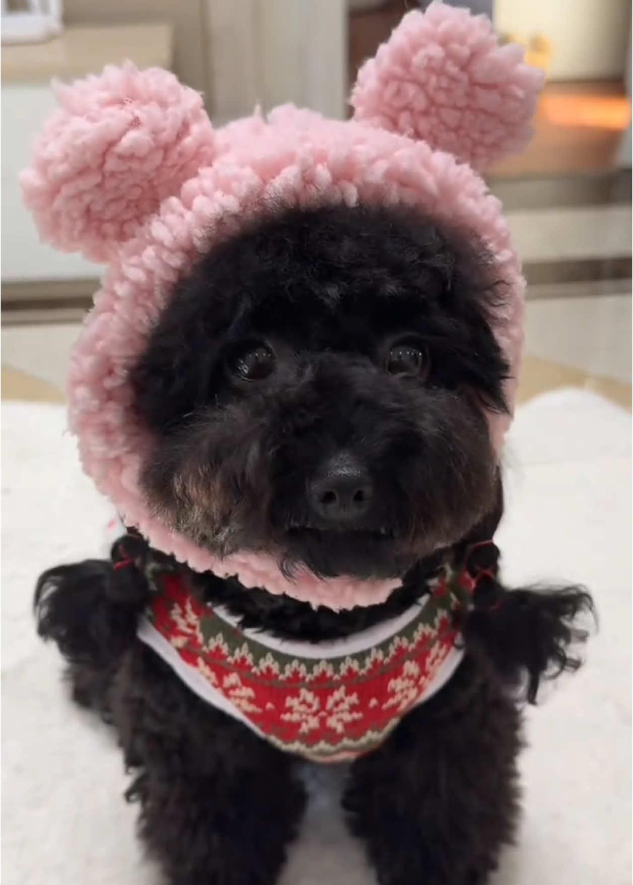 Mũ cute ấm áp chùm đầu cho bé yêu 🐶 #cunyeu #fyp #dog #cute #pet #thucung #poodle #bunquystoc 