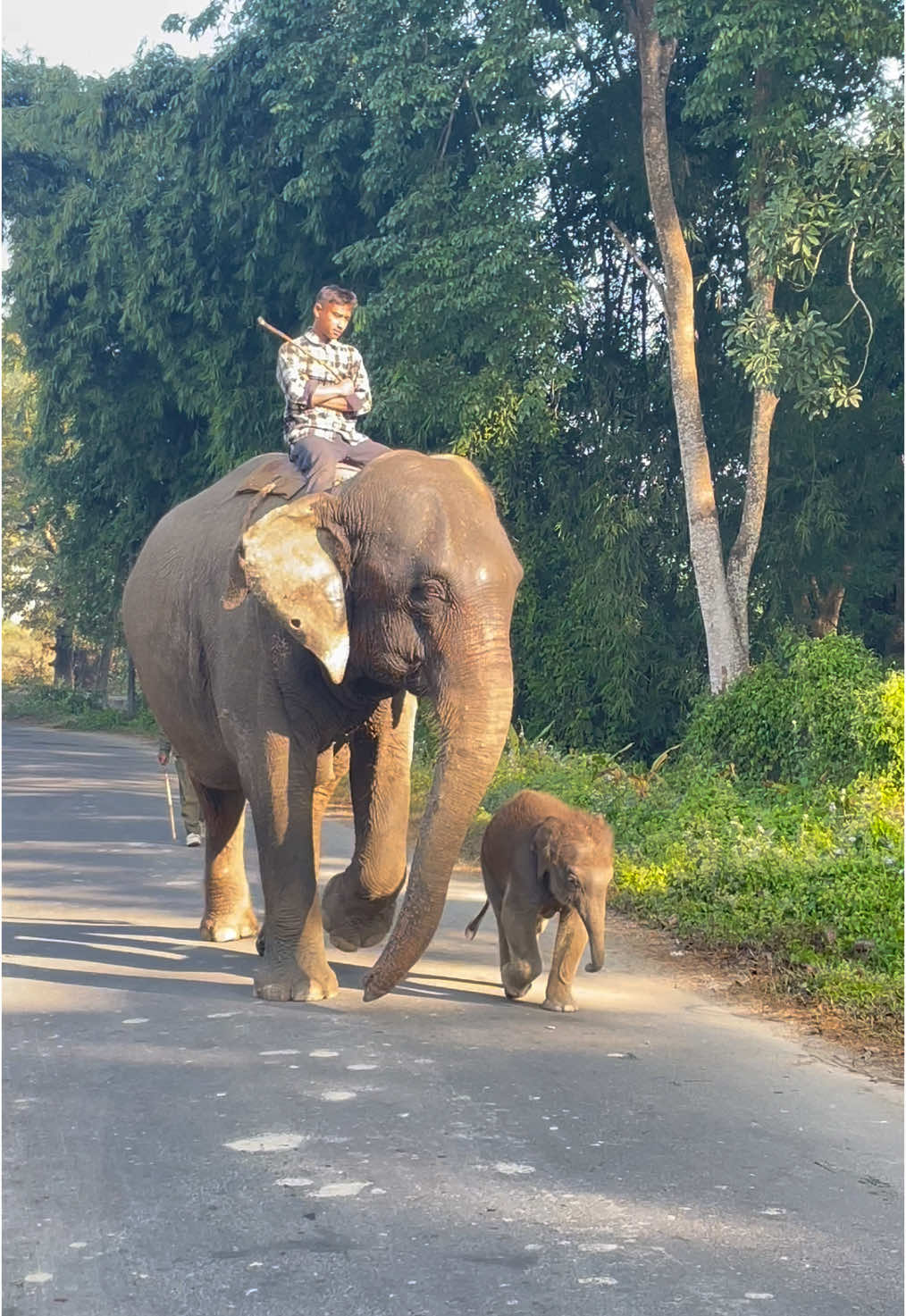 सौराहा #elephant #sauraha #chitwan #chitwannationalpark #hatti #aaha_chitwan 