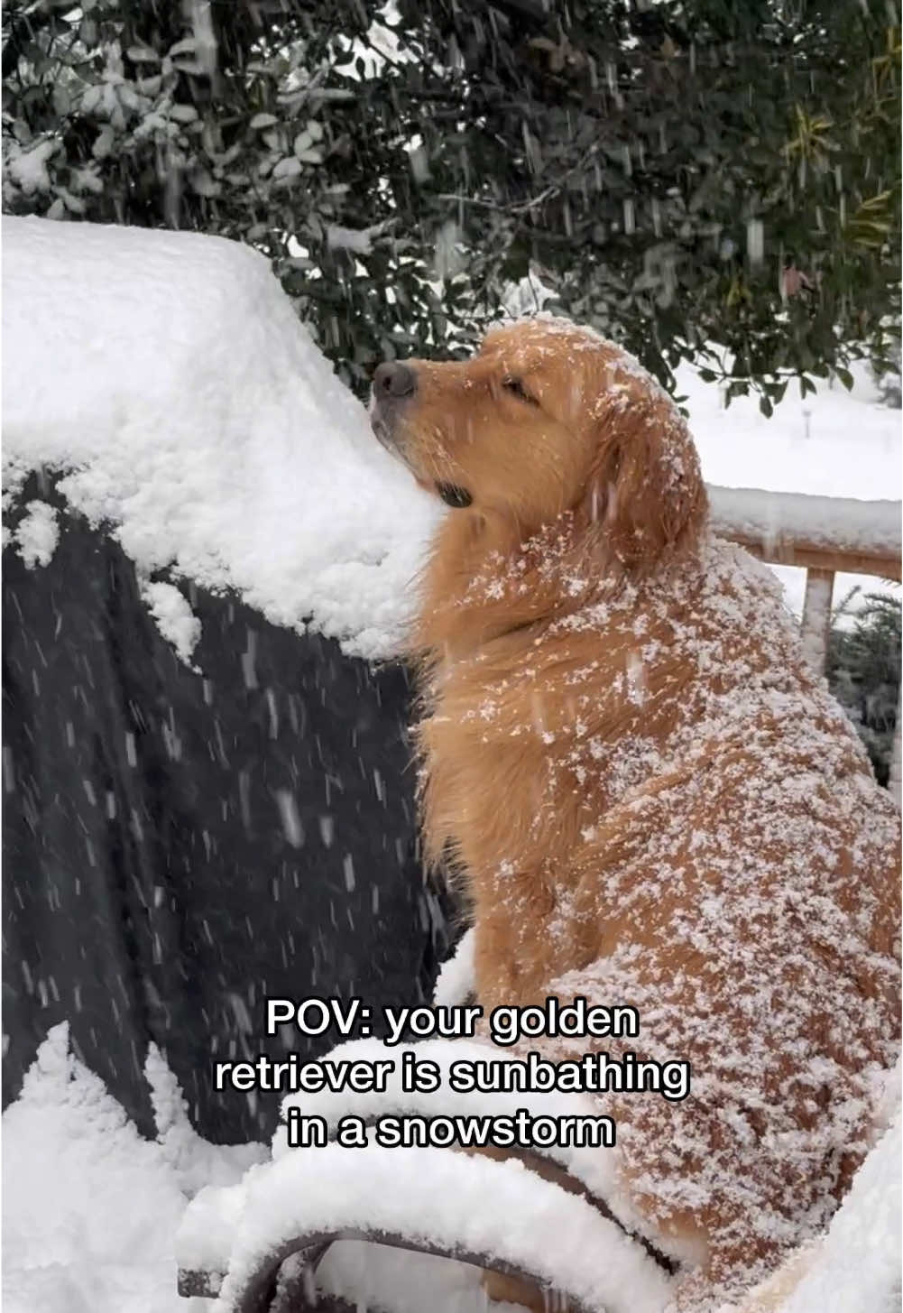 Golden retrievers: “this weather is perfecttt! ❄️”  Got our first snow of the season this weekend and Skylar’s been thrilled. Little does she know we’re actually going to a real beach this week!! Stay tuned! ❄️☀️ . . . #snowonthebeach #goldenretriever #snowday #njsnow #snowday #snowfun #dogsinsnow #snowdog #funnydog 