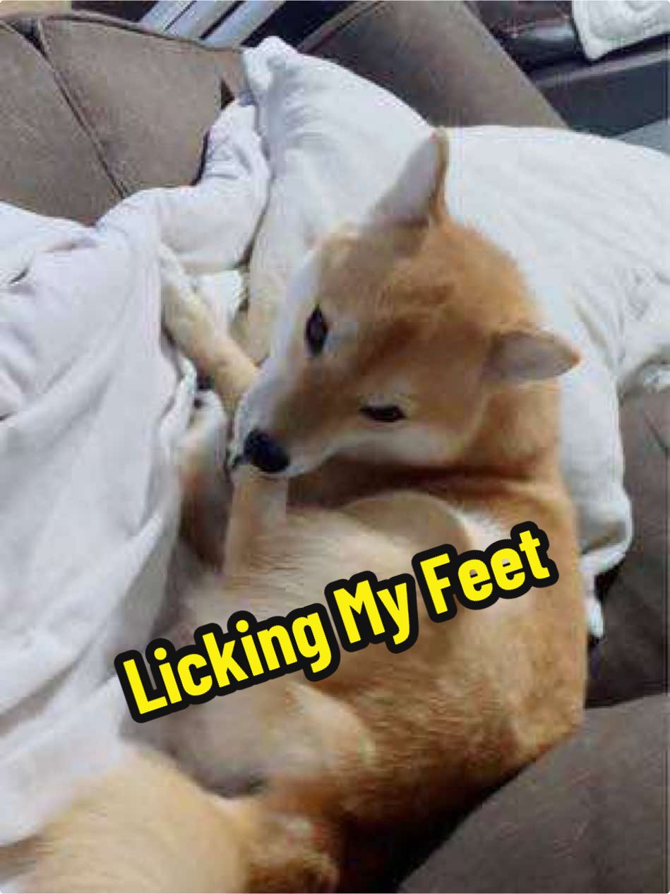 Licking my feet 😋 #dogsoftiktok #foryoupage #funnydogsoftiktok🐶 #shiba ##doggrooming #pawlicking #creatorsearchinsights 