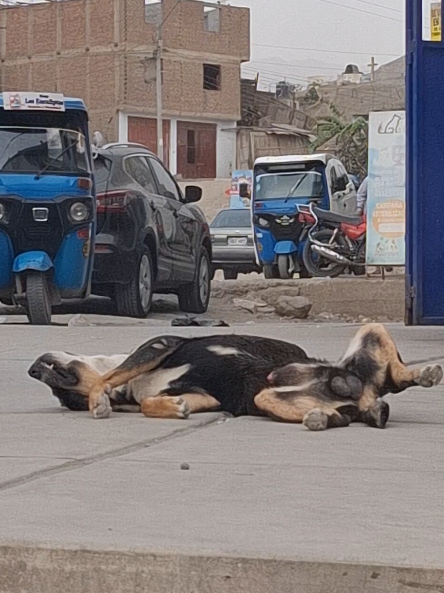 JAJA de broma #manchay #pachacamac_manchay🇵🇪♥️🌹 #borracho #fiesta #perro #viraL_video 