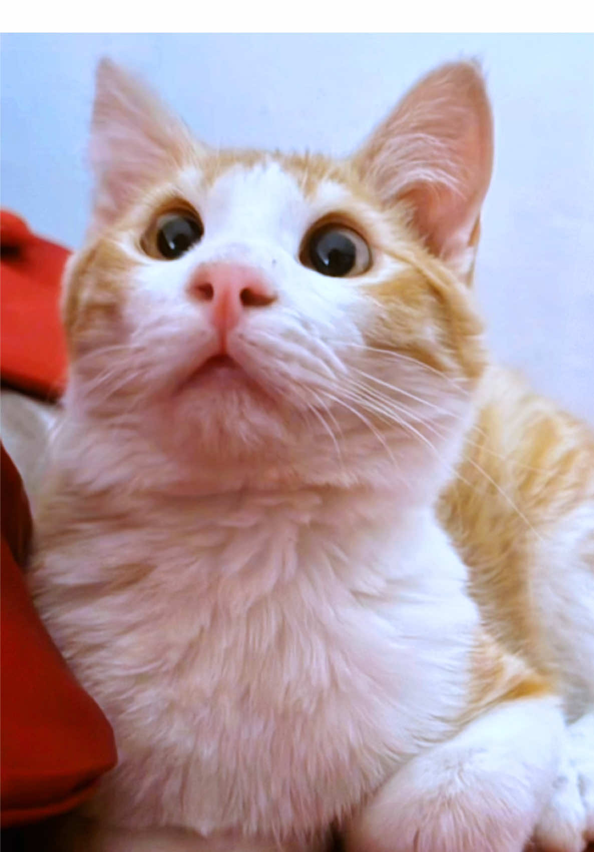 Do you like the way I sing?😺 APT #gatos #fytシ #gatostiktok #viral_video #kitty #michis #catsoftiktok #trendingvideo #fyp #cutecat #orangecat #catlovers #foryou #parati #videoviral #gatosnaranjas #apt 