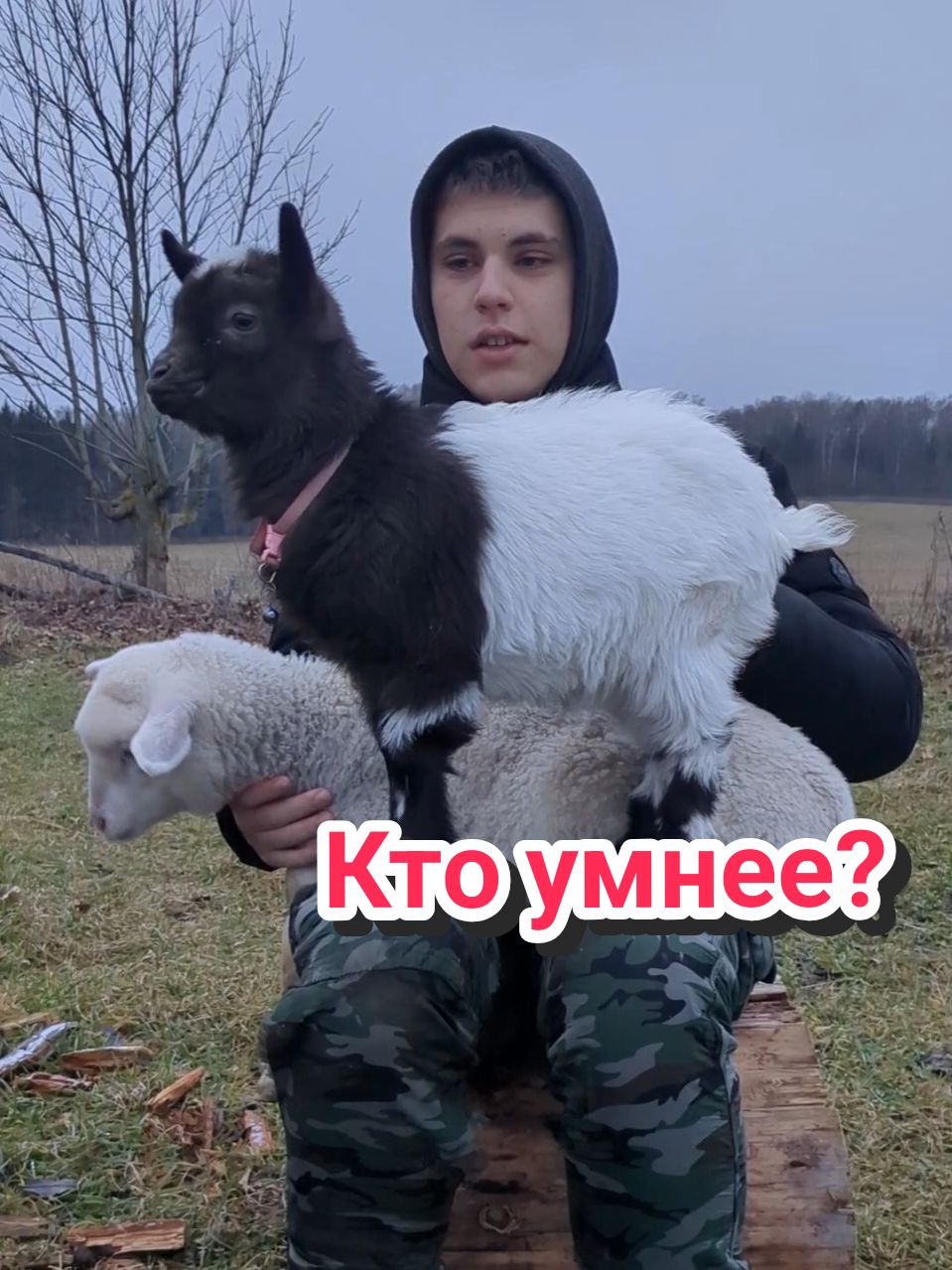 Кто на свете всех умнее? 🤔 #деревня #коза #овца #ум #рек 