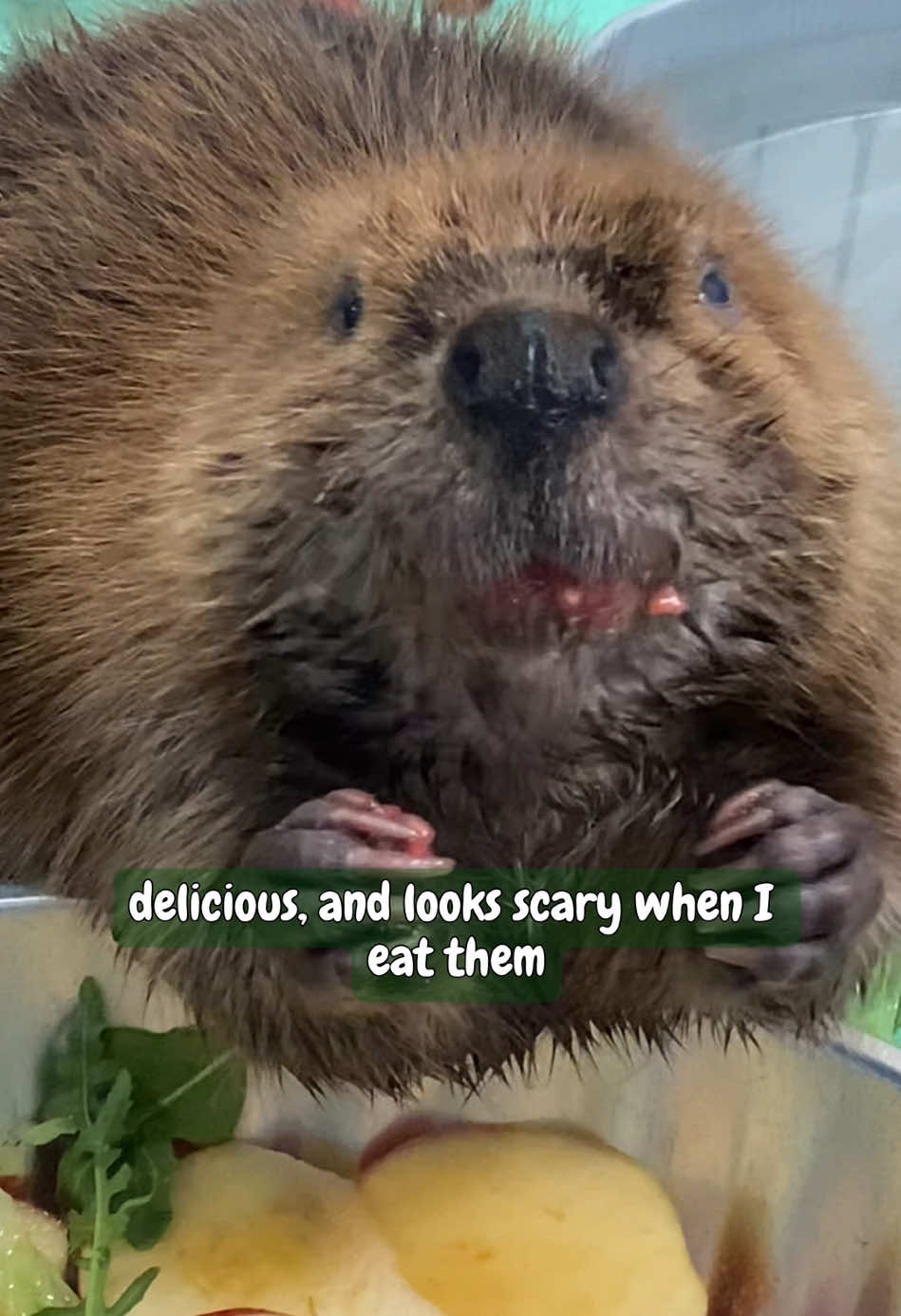 A little throwback to when Bo had both of her eyes, and her and Arrow were still friends. She still loves her sweet potatoes.🍠.  #wildliferehab #wildliferehabilitation #wildliferescue #beaver #bothebeaver 