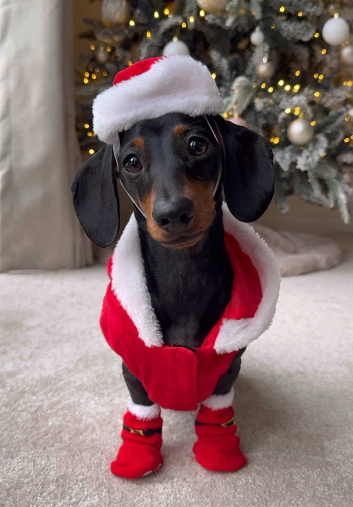 All I want for Christmas…🥹🎅🏼❤️ #dog #dachshund #dogs #miniaturedachshund #puppy #dogsoftiktok #doxie #teckel #foryoupage #fyp #foryou #minidachshund #cutedog 